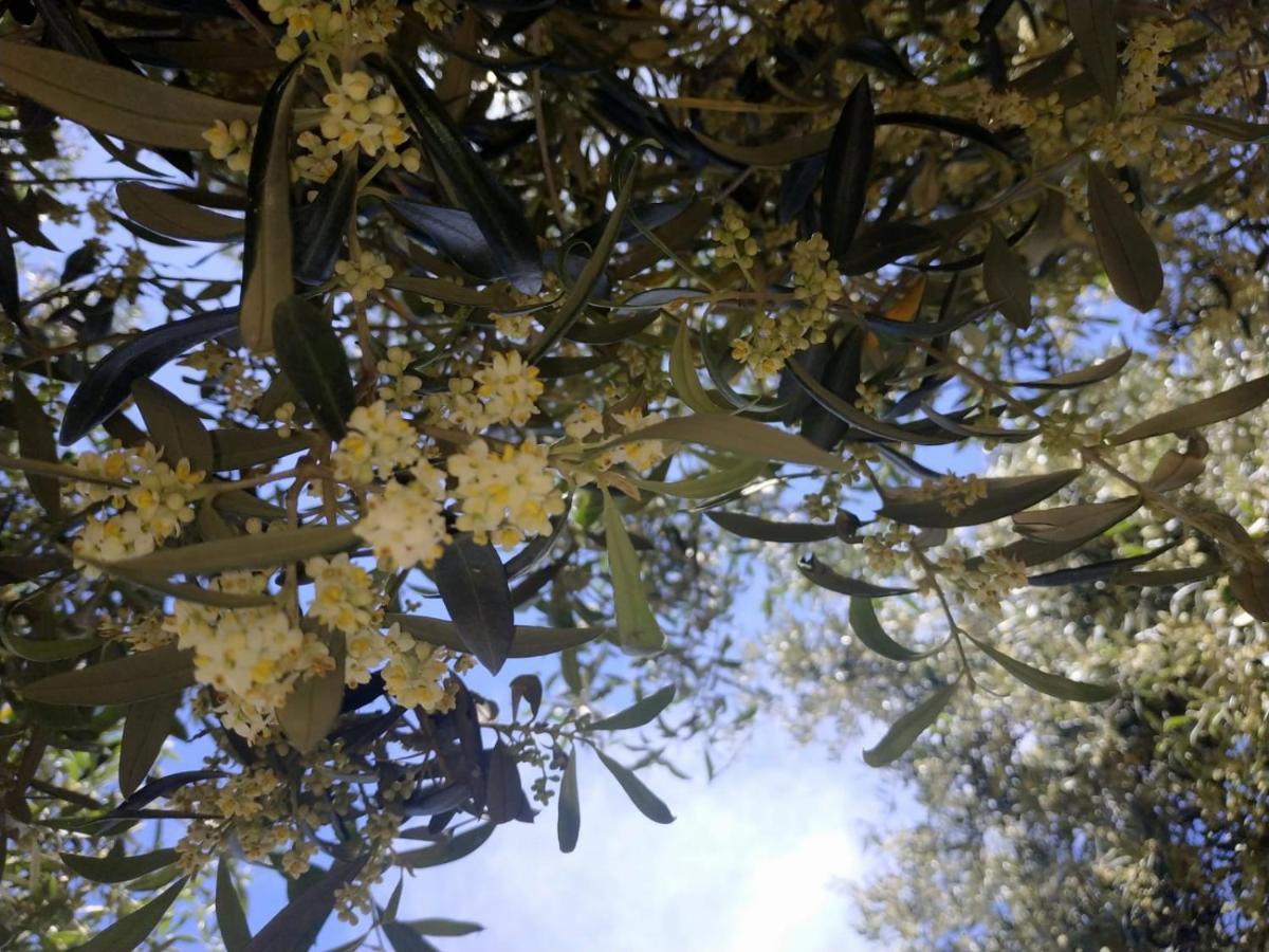 Vacanza In Ogliastra Tertenìa Εξωτερικό φωτογραφία