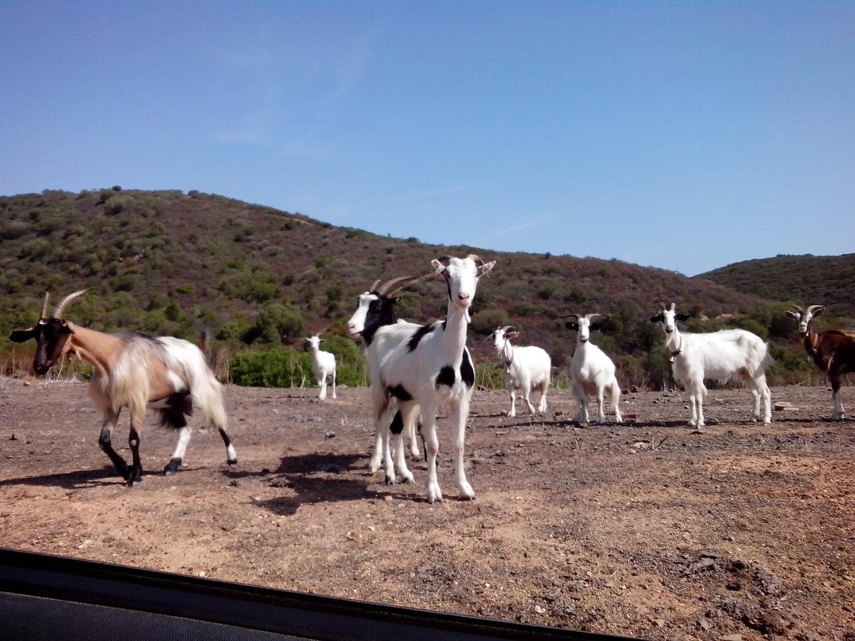 Vacanza In Ogliastra Tertenìa Εξωτερικό φωτογραφία